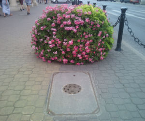 Nowa zieleń w Lublinie