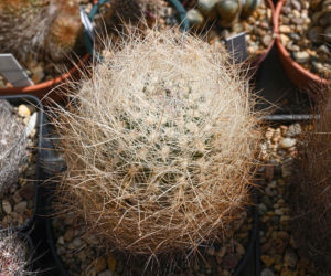 Coryphantha werdermannii
