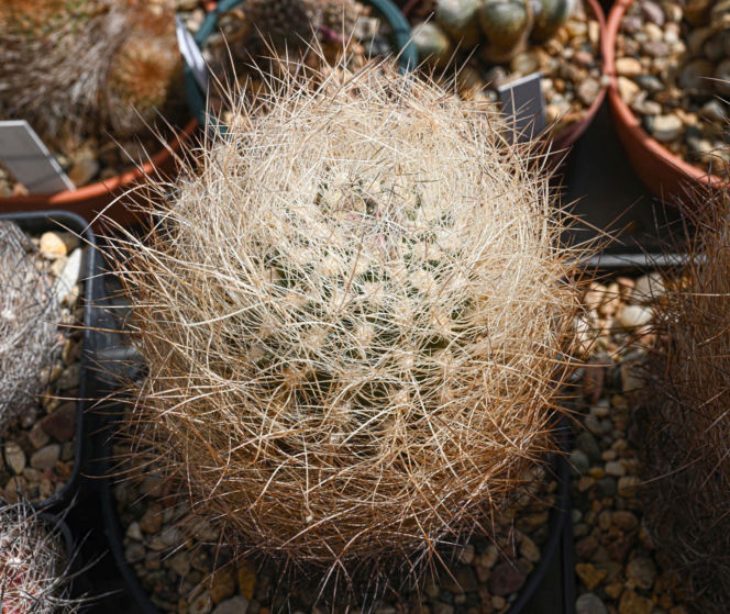 Coryphantha werdermannii