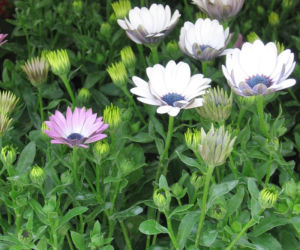 Galeria: Osteospermum