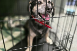 Wielka akcja w schronisku pod Radomiem. Zwierzęta pilnie szukają domów!