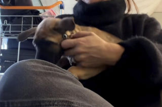 Malwina Wędzikowska uratowała psa