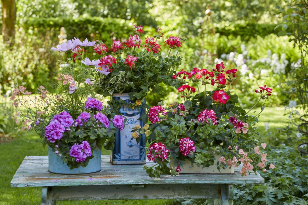 Ciekawe pomysły na aranżacje z pelargonii hg