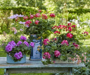 Ciekawe pomysły na aranżacje z pelargonii hg