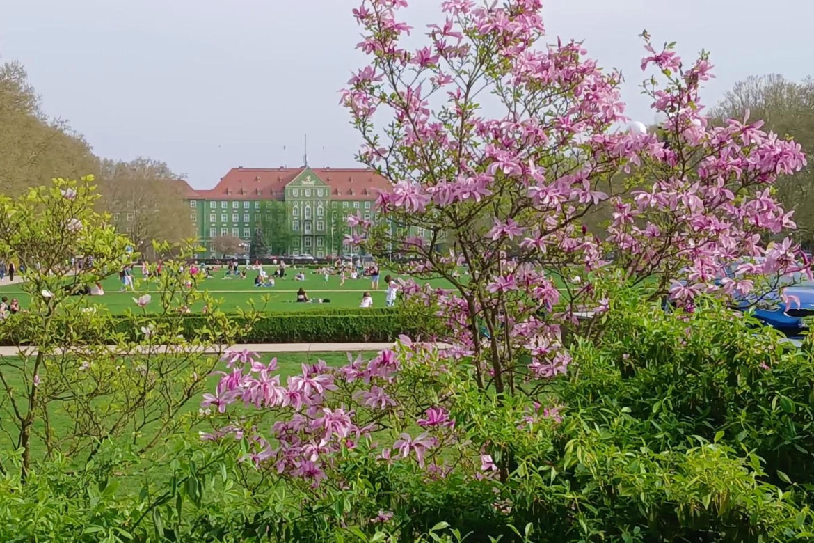 Magnolie w Szczecinie