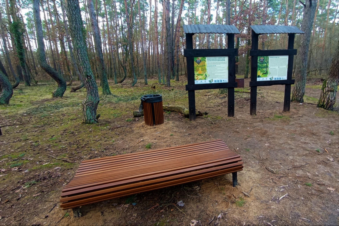 Krzywy Las pod Gryfinem