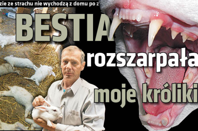 Bestia rozszarpała moje króliki