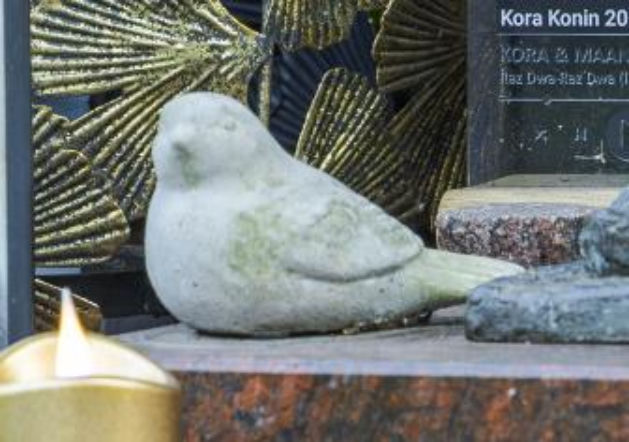 Grób Kory tonie w kwiatach