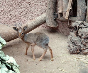 Nowi mieszkańcy wrocławskiego zoo