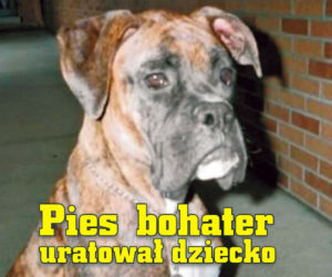 Pies bokser bohater uratował dziecko