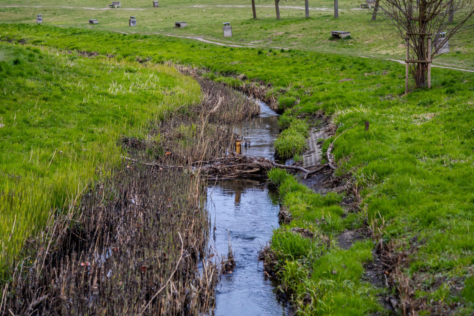 Bobrowe tamy na Potoku Służewieckim w Warszawie