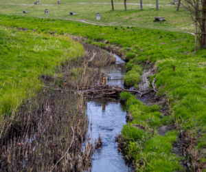 Bobrowe tamy na Potoku Służewieckim w Warszawie
