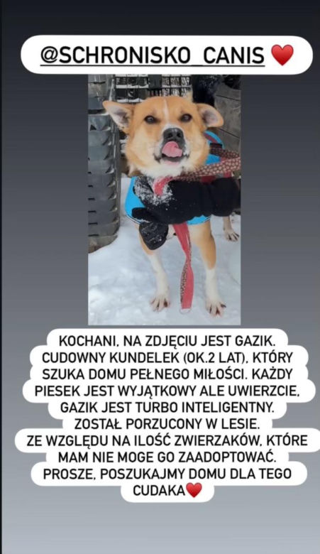 Pies Gazik do adopcji