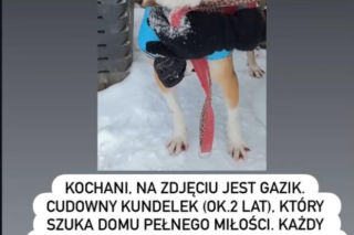 Pies Gazik do adopcji