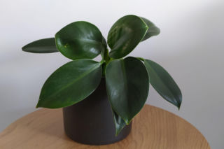 W twoim domu może zamieszkać prawdziwa księżniczka! Poznaj filodendron 'Green Princess'