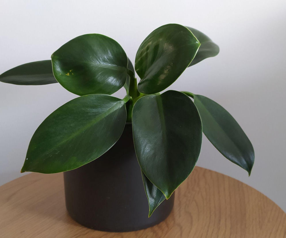 Filodendron 'Green Princess' doda elegancji każdemu wnętrzu