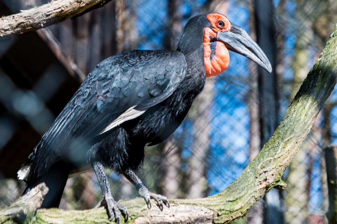 Koronawirus w Trójmieście. Zwierzęta z zoo tęsknią za ludźmi