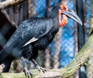 Koronawirus w Trójmieście. Zwierzęta z zoo tęsknią za ludźmi