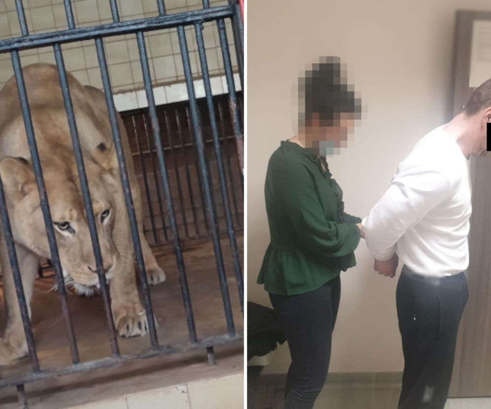 O krok od tragedii w ZOO. Naćpany 29-latek chciał wejść do klatki z lwami 