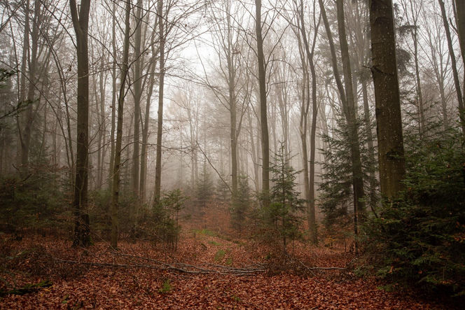 Utworzono Rezerwaty „Góra Skarbowa” i „Uroczysko Tumlińskie”