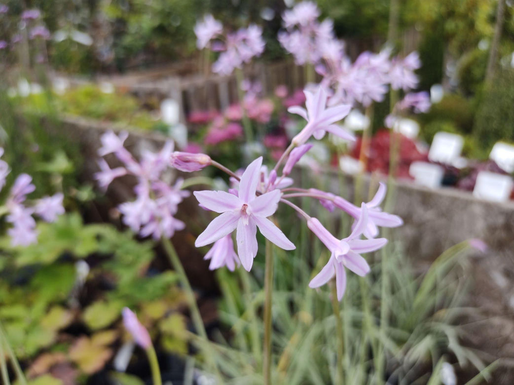 Tulbagia fioletowa
