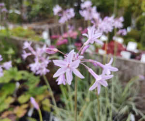 Tulbagia fioletowa
