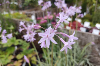 Tulbagia fioletowa