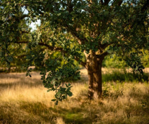 Sadzenie lasu już w sobotę! 