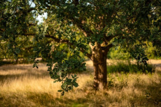Sadzenie lasu już w sobotę! 