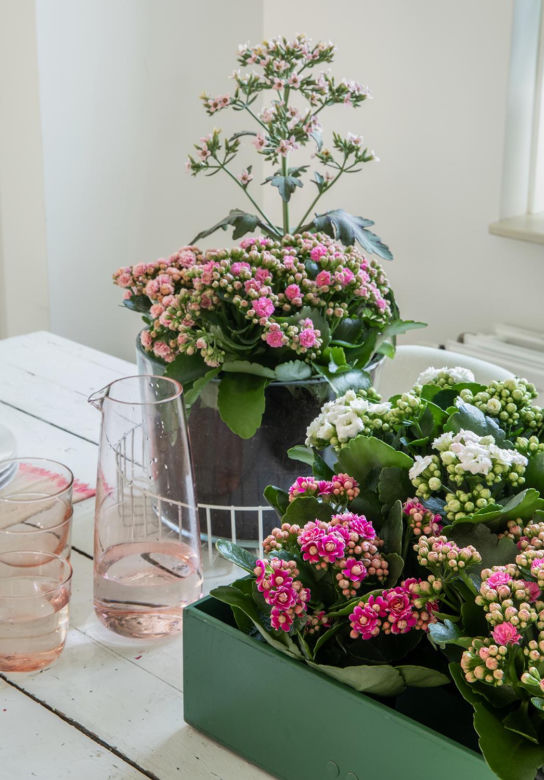 Kalanchoe