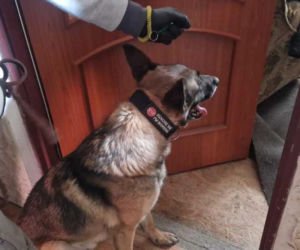 Szron wywęszył narkotyki