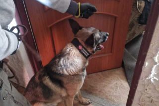 Szron wywęszył narkotyki