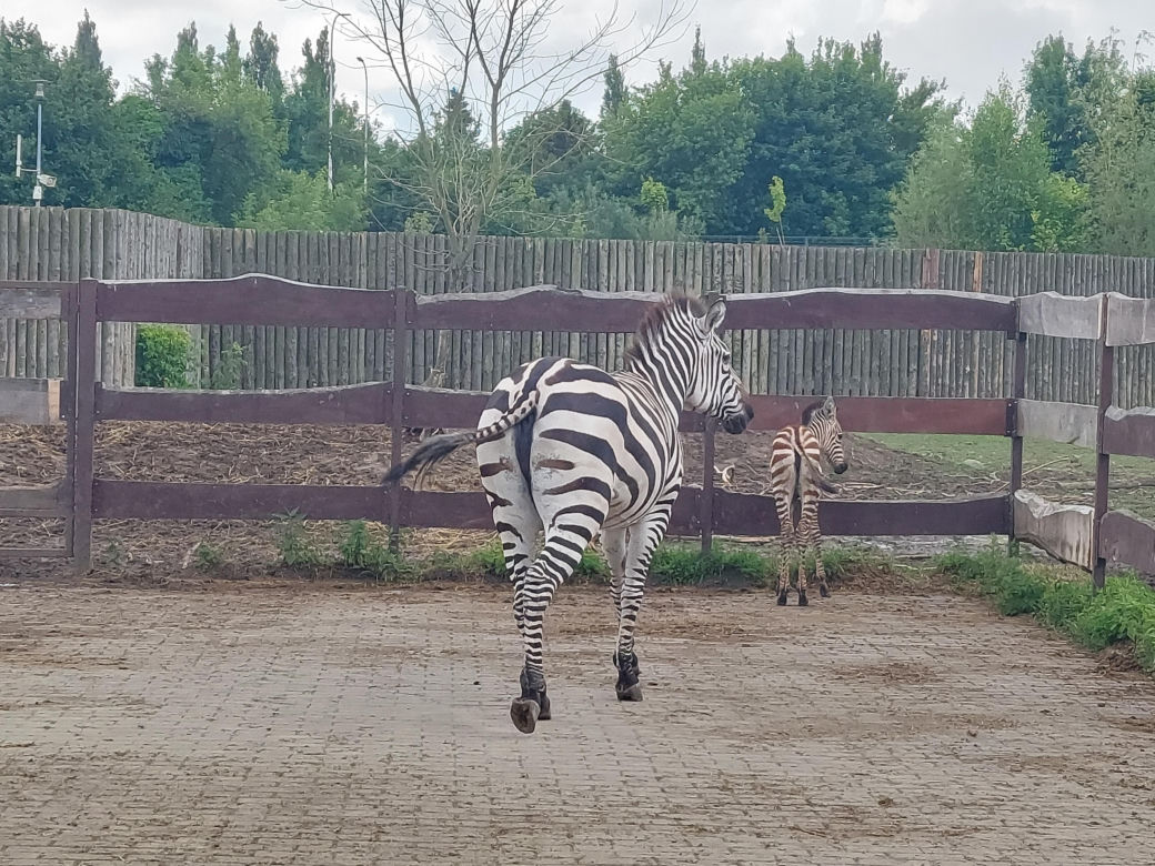 Mała zebra w zamojskim ZOO