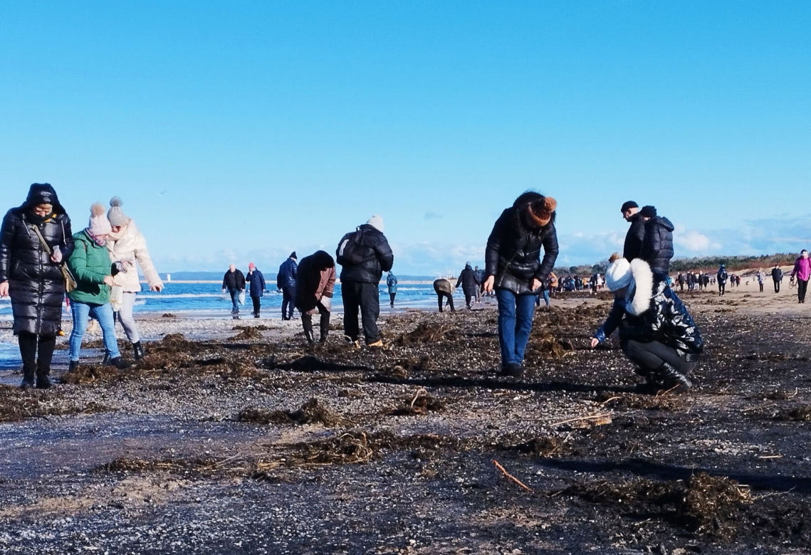 Poszukiwacze bursztynu na świnoujskiej plaży