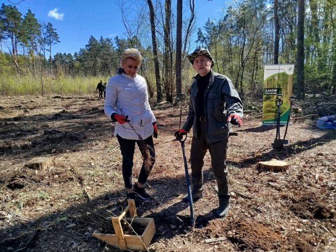 W Lesie Sekulskim rośnie już kilkaset nowych, młodych buków! Drzewa zasadzili członkowie siedleckiego samorządu i leśnicy