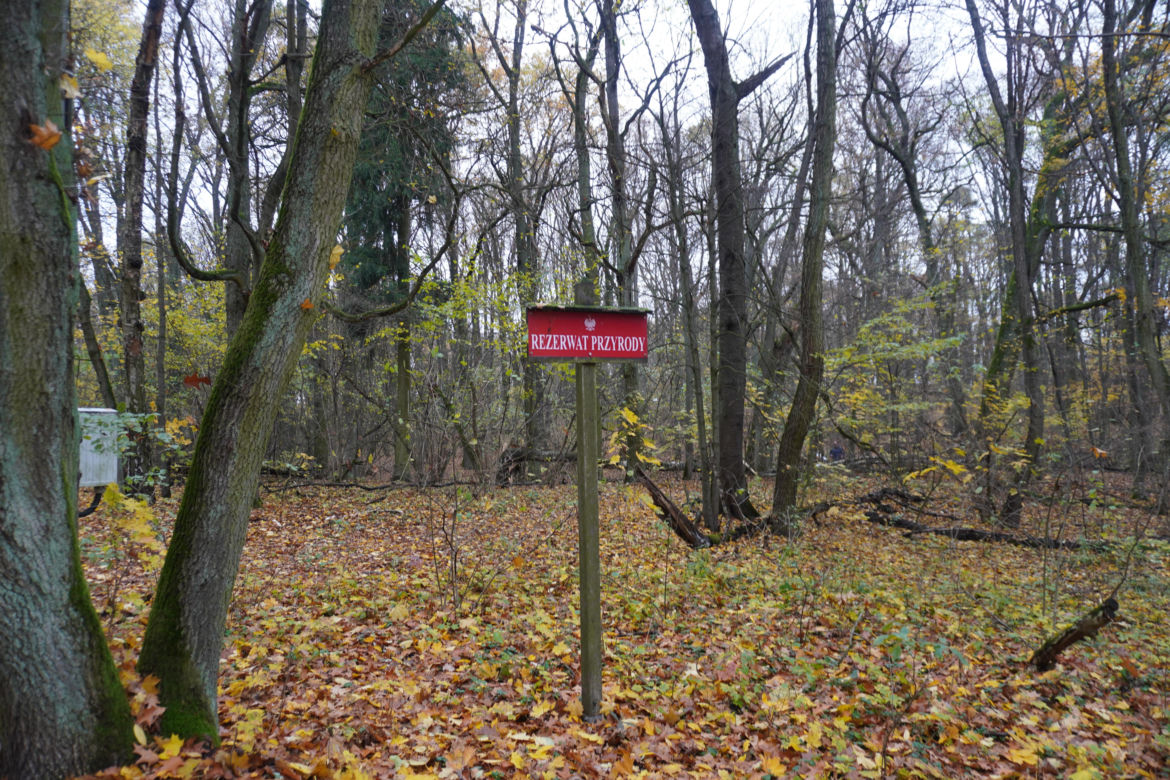 Rezerwat przyrody Meteoryt Morasko