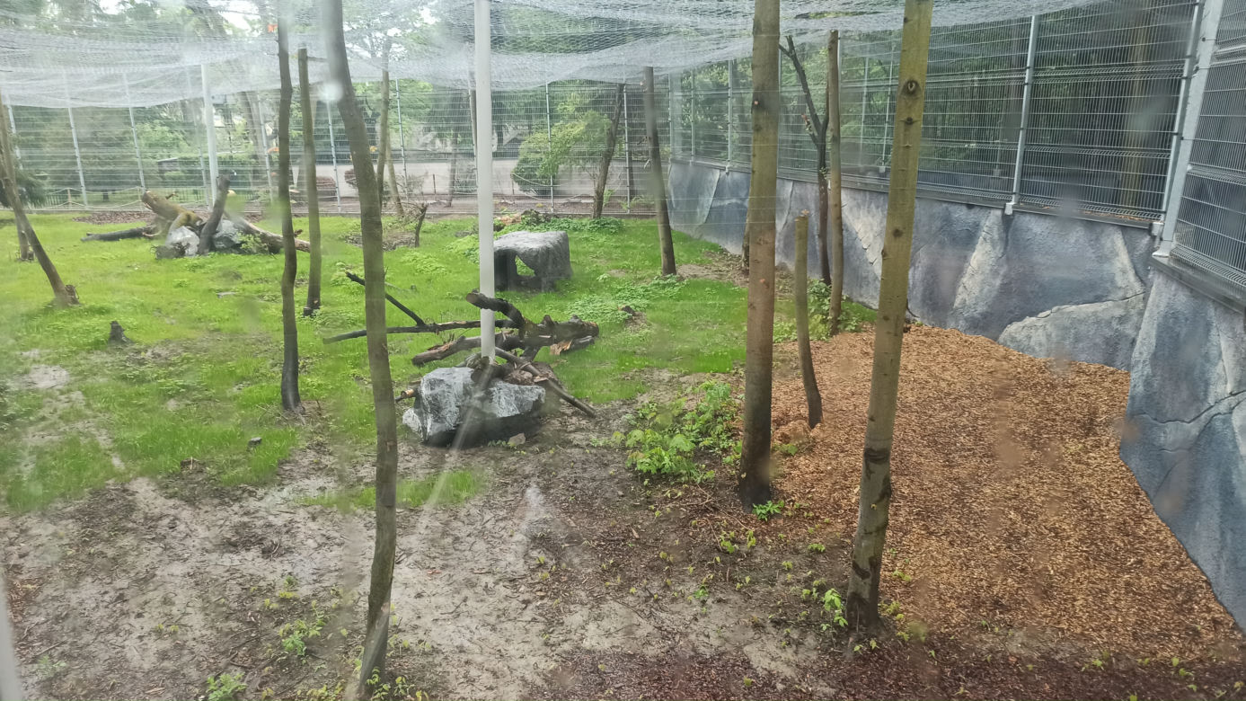 W śląskim ZOO powstała nowa woliera dla panter śnieżnych