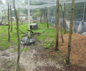 W śląskim ZOO powstała nowa woliera dla panter śnieżnych