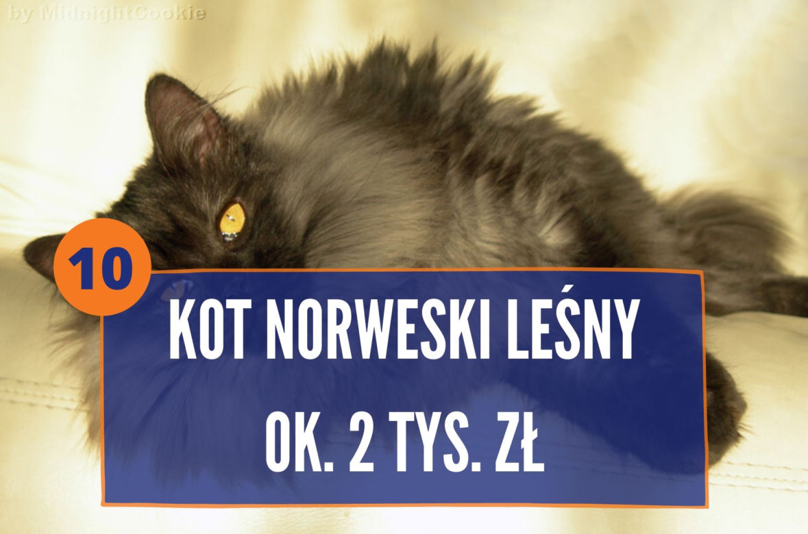 Najdroższe rasy kotów na świecie 2020. TOP 10