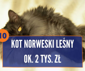 Najdroższe rasy kotów na świecie 2020. TOP 10