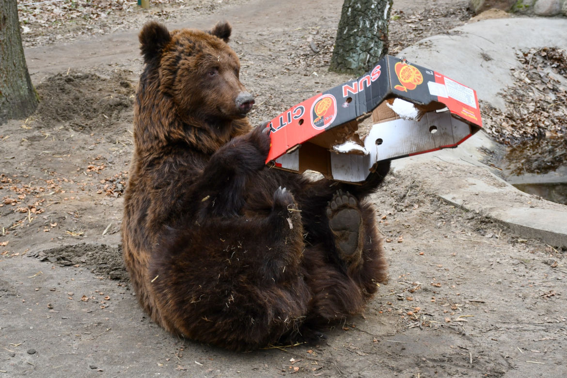 Tak „ćwiczy” niedźwiedź uratowany z kijowskiego ZOO