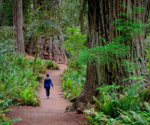 Największe drzewo na świecie