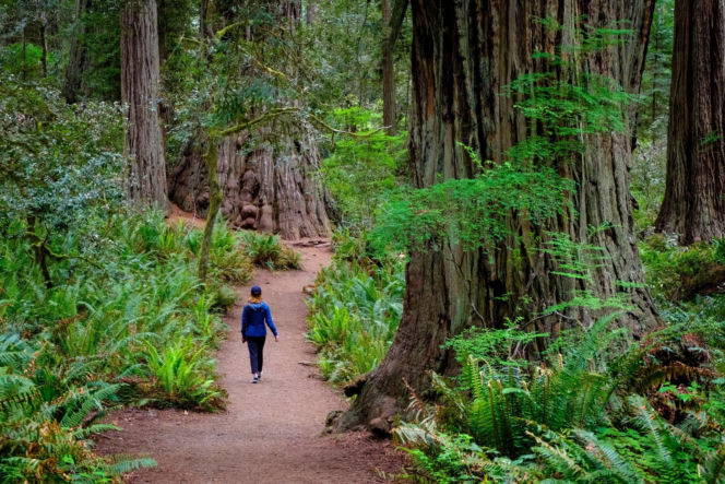 Park Narodowy Red Wood USA