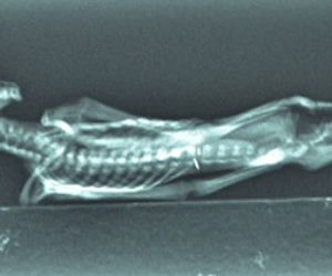 Mumia Ata