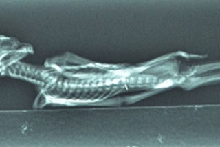 Mumia Ata