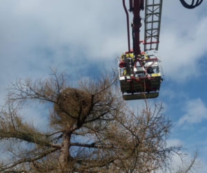 Nietypowa akcja strażaków pod Muszyną. Dostarczyli bocianowi jedzenie do gniazda