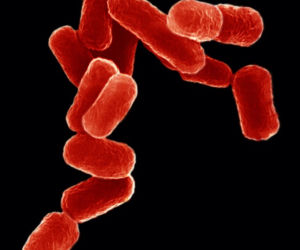 Escherichia coli - tej bakterii nie możesz lekceważyć!
