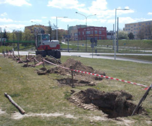 Mieli wycinać, ale przesadzili. Tylko czy klony się przyjmą w nowym miejscu?