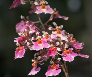 Oncidium