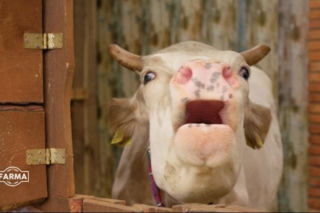 Farma odcinek 17, sezon 5